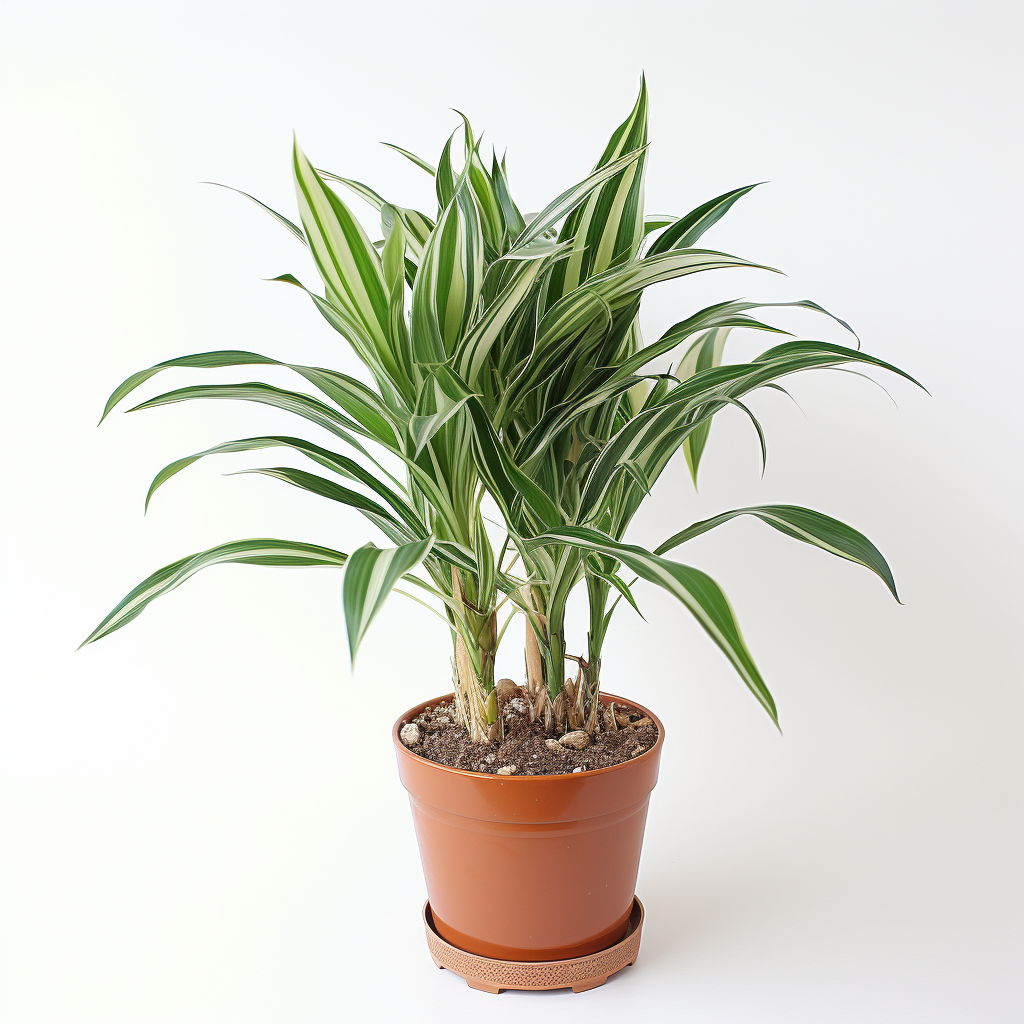 Dracena 
(Dracaena spp.)