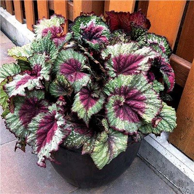 Begonia Rex