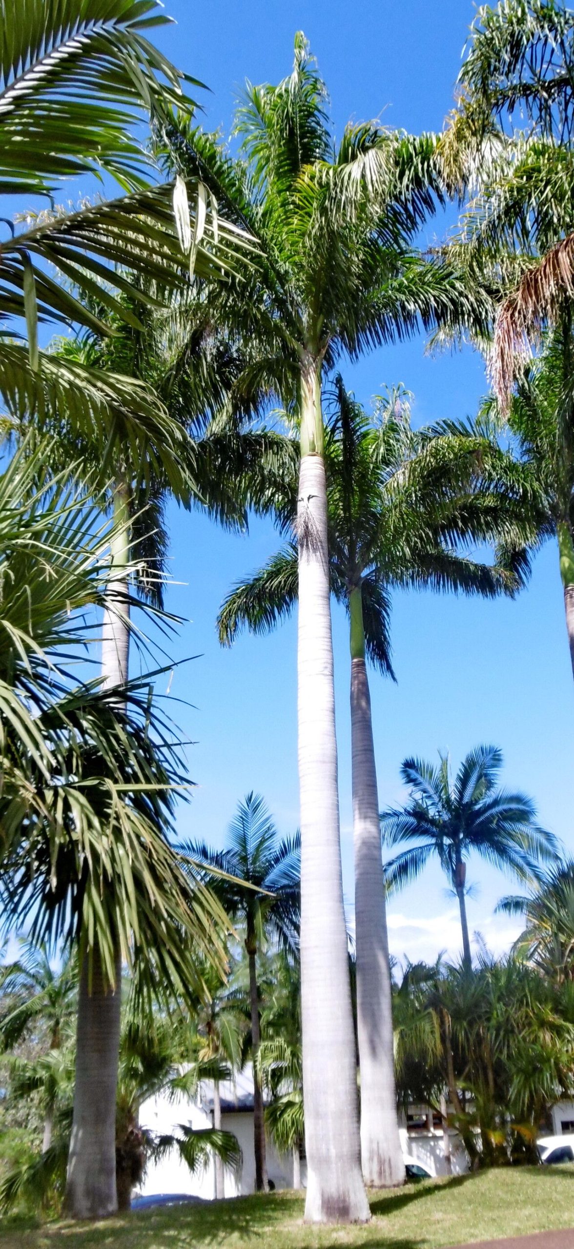 Cuidados com a Palmeira Imperial no Paisagismo - ATELIER TELA VIVA